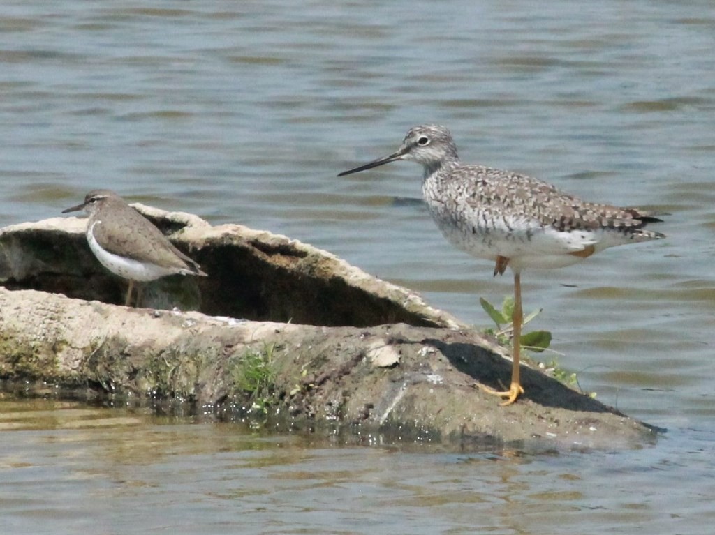 Greater Yellowlegs - Rutger Koperdraad