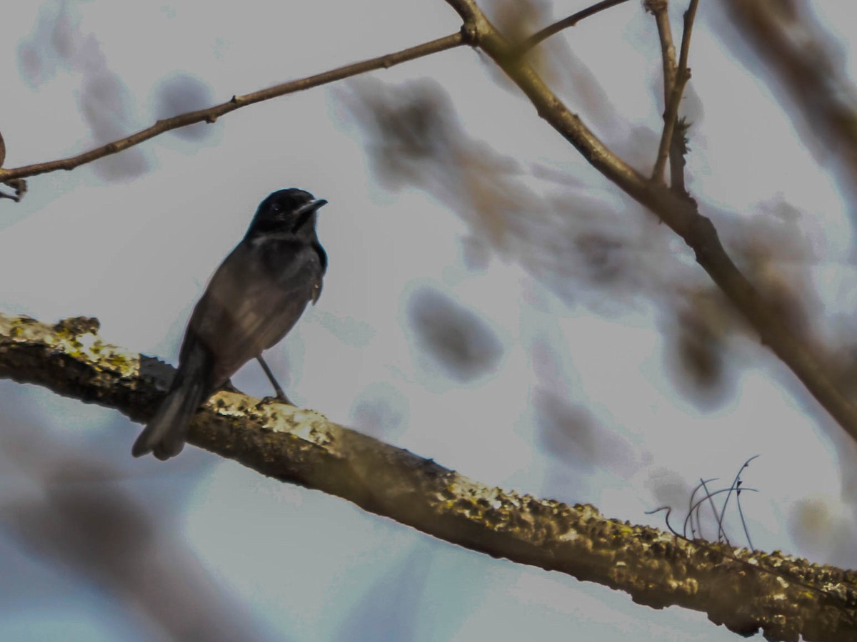 White-winged Black-Tyrant - ML145929691