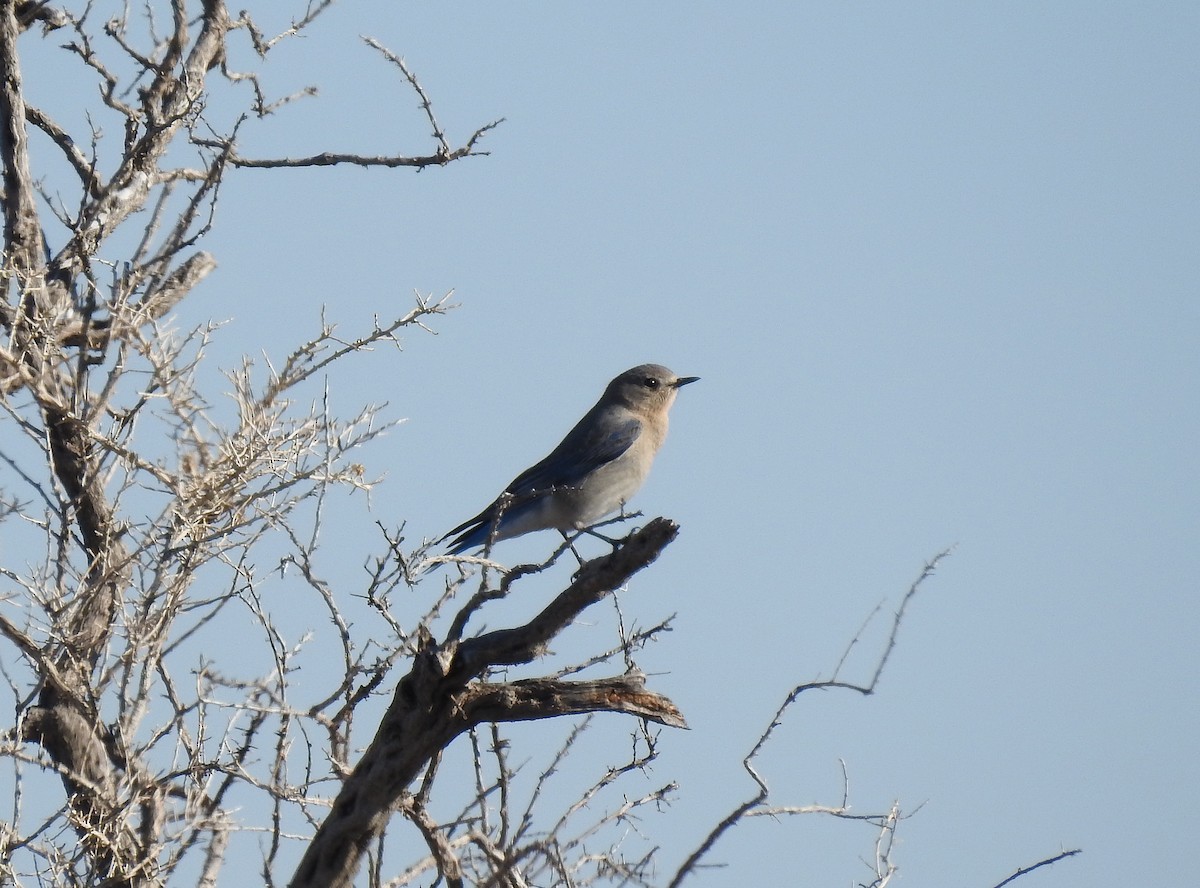 Mountain Bluebird - ML145929791