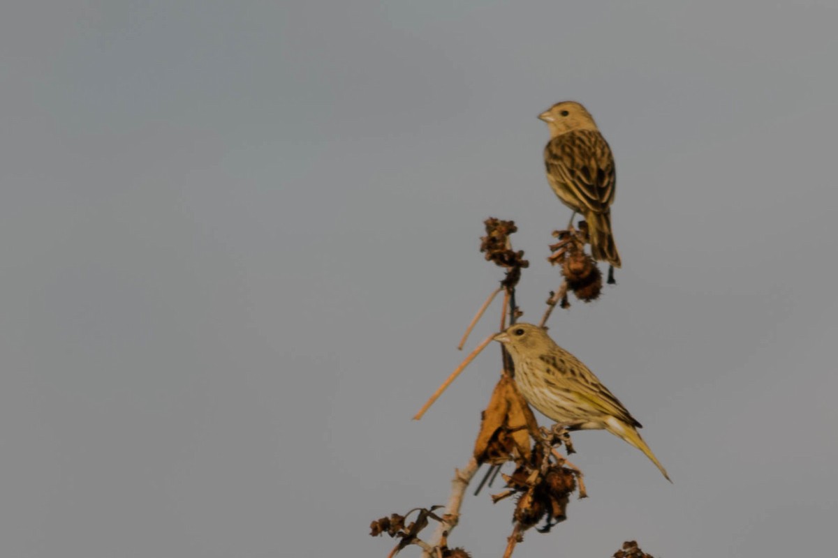 Saffron Finch - ML145931041