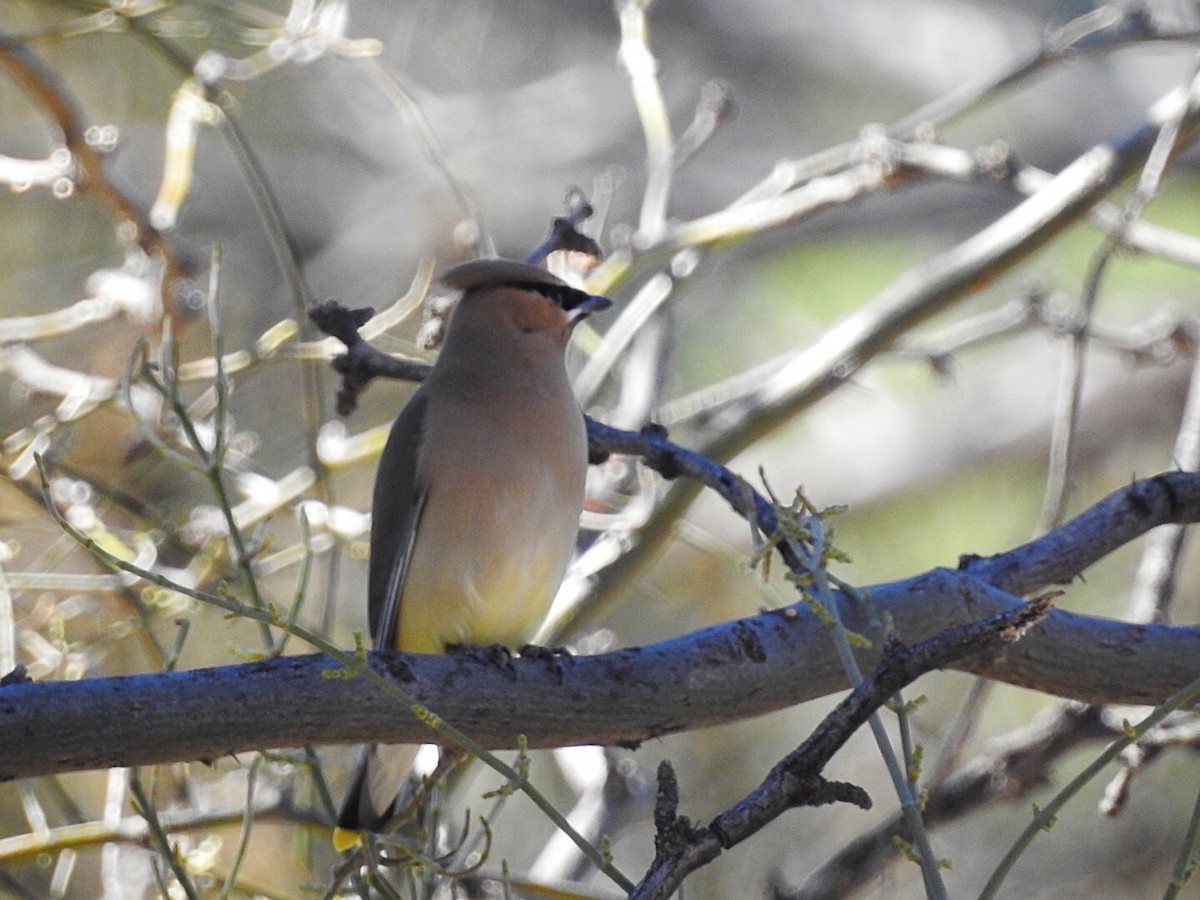 Cedar Waxwing - ML145932211