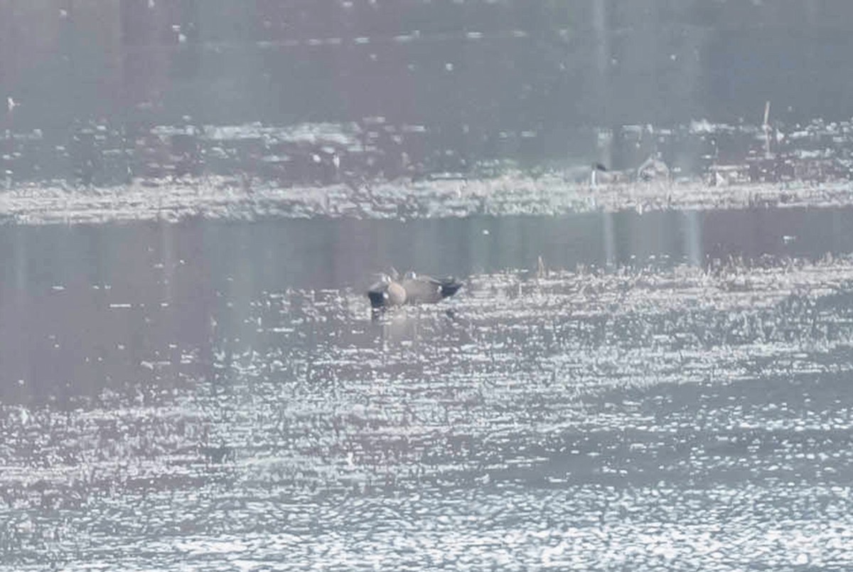 Blue-winged Teal - William Batsford