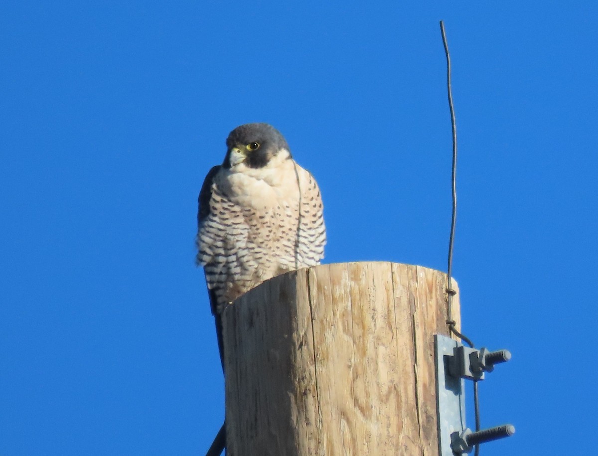 Peregrine Falcon - Cody Ensanian