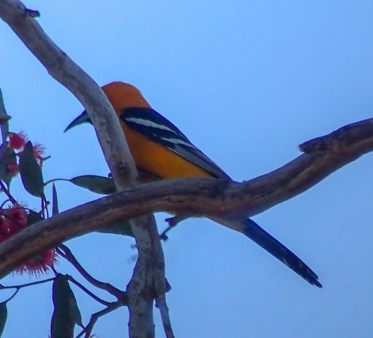 Hooded Oriole - ML145934201