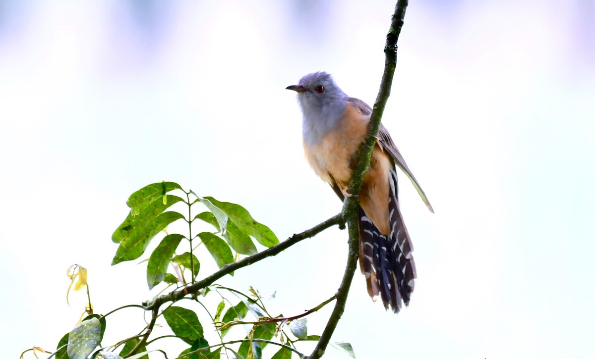 Plaintive Cuckoo - ML145934421