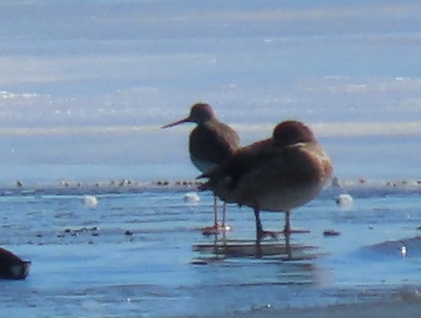 Greater Yellowlegs - ML145934901