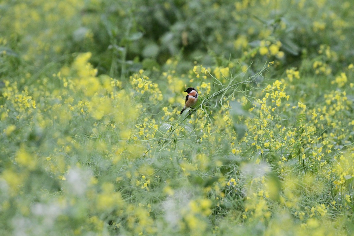 Amur Stonechat - ML145934981