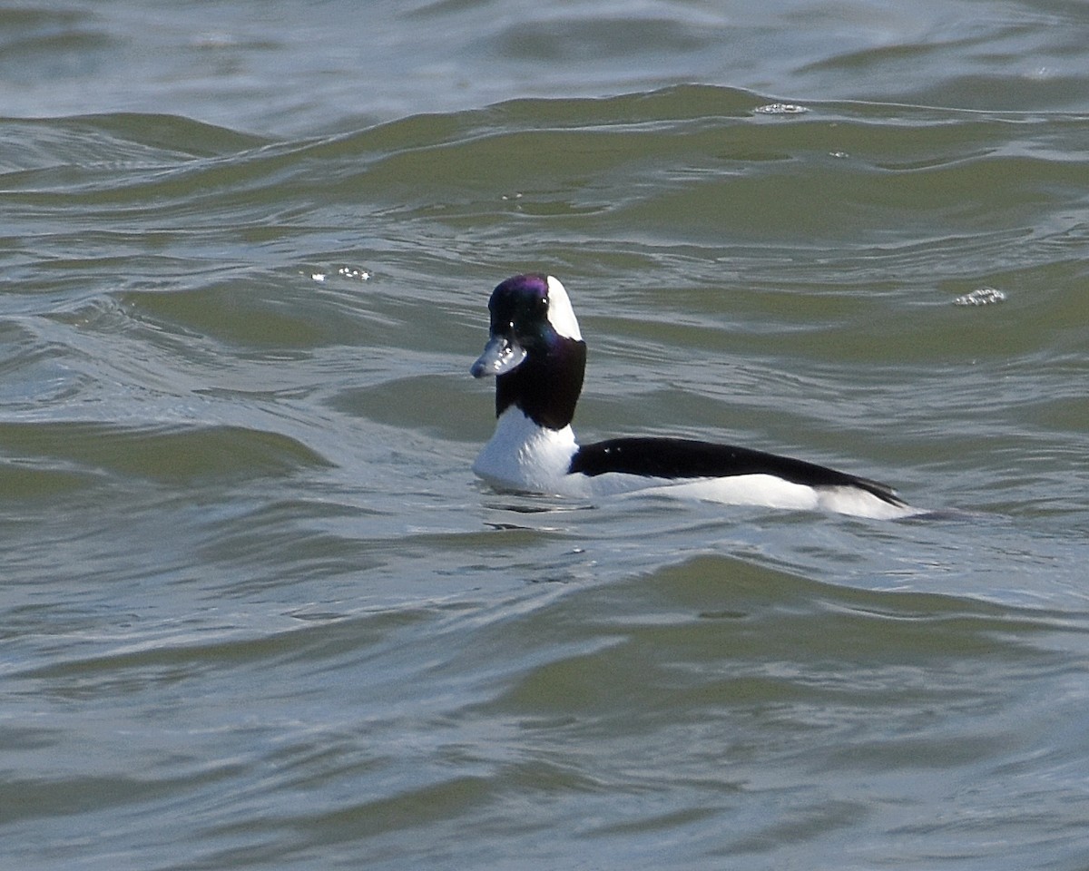 Bufflehead - ML145935121