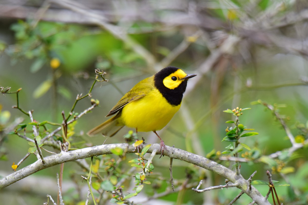 Hooded Warbler - ML145937131