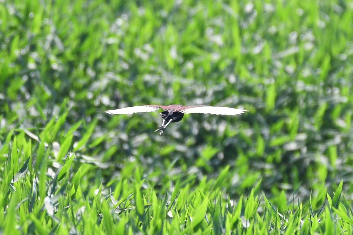 Jacana Suramericana - ML145937551