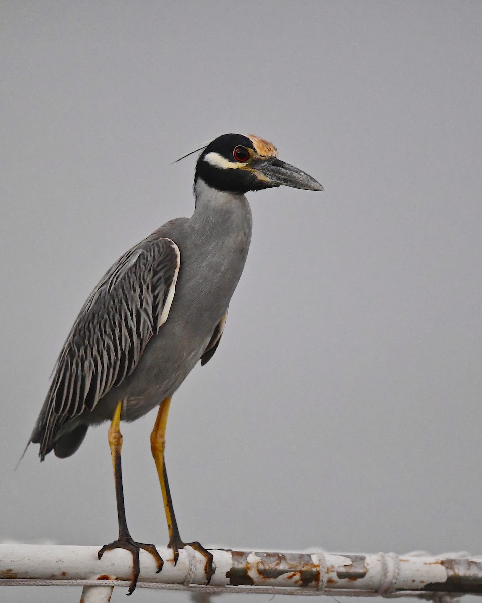 Yellow-crowned Night Heron (Yellow-crowned) - ML145938451