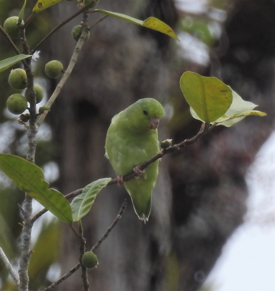 Riparian Parrotlet - Charlie Vogt