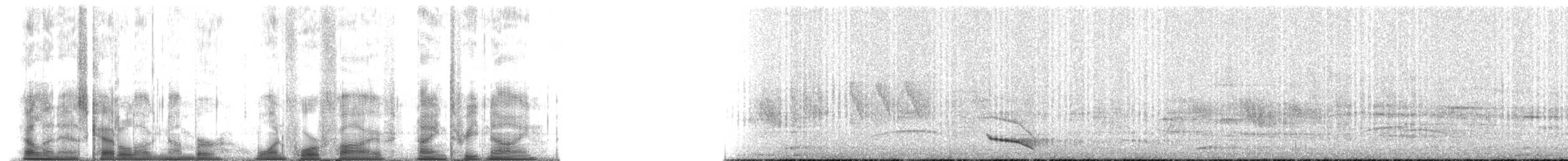 Ошейниковый трогон (puella) - ML145939