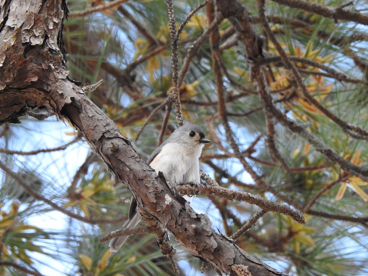 Tufted Titmouse - ML145941491