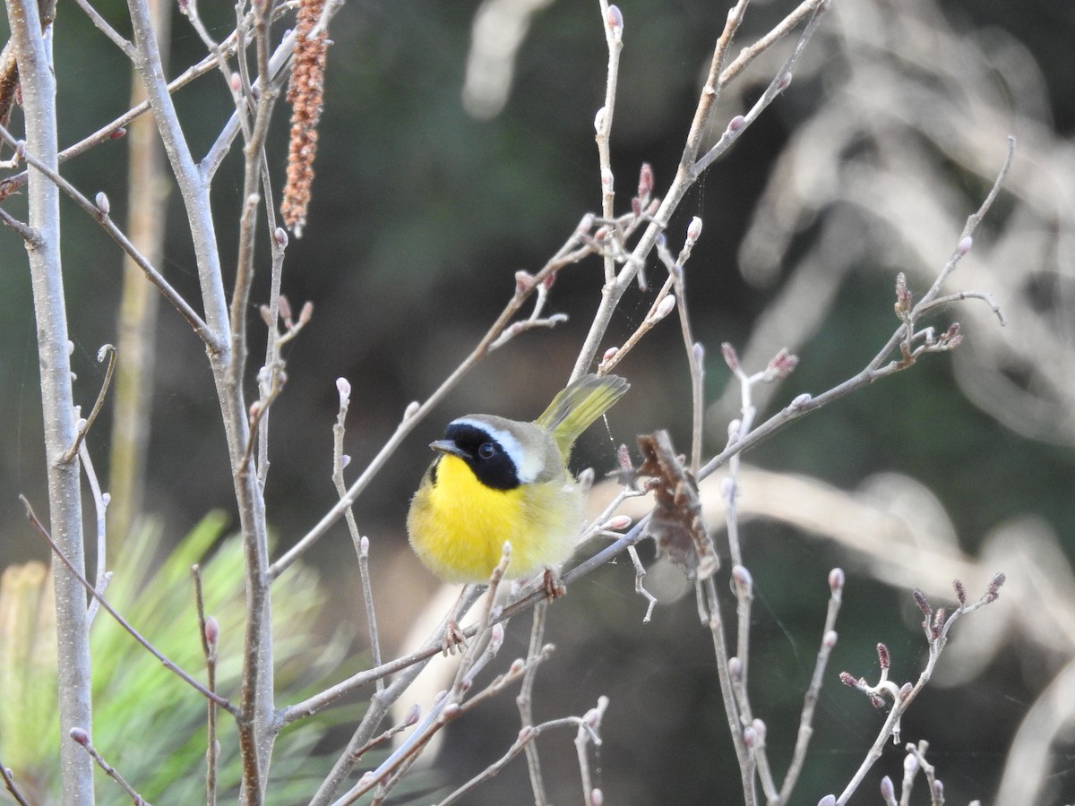Common Yellowthroat - ML145941681