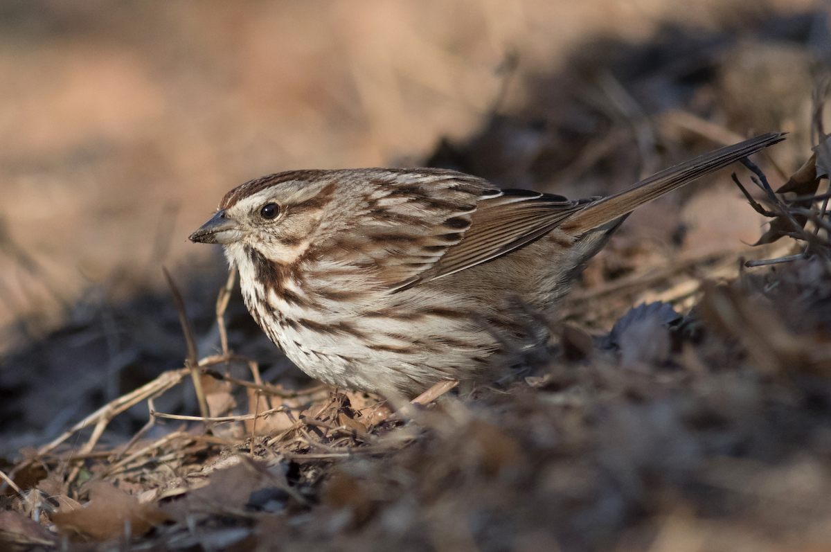 Song Sparrow - ML145944571