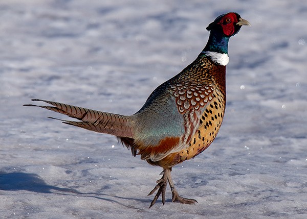 Ring-necked Pheasant - Lori Widmann