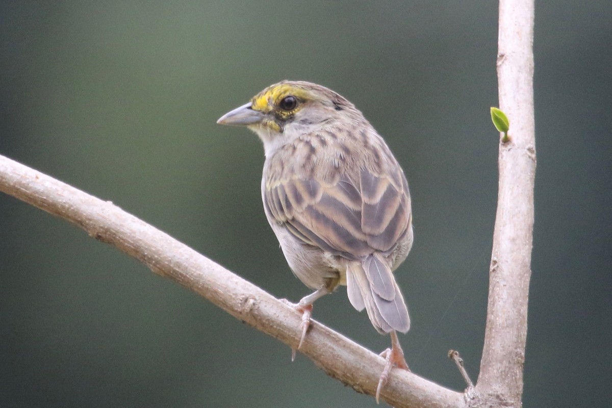 Yellow-browed Sparrow - ML145945141