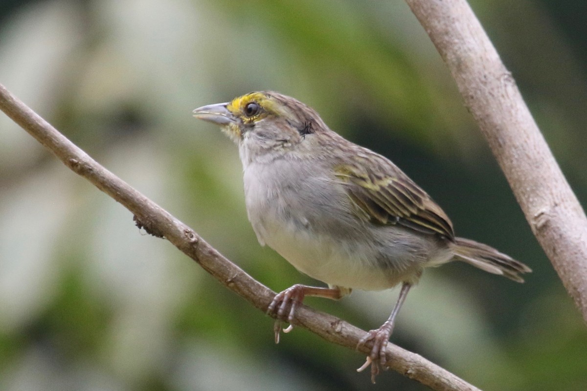 Yellow-browed Sparrow - ML145945191