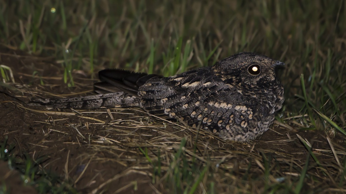 Scissor-tailed Nightjar - ML145945251