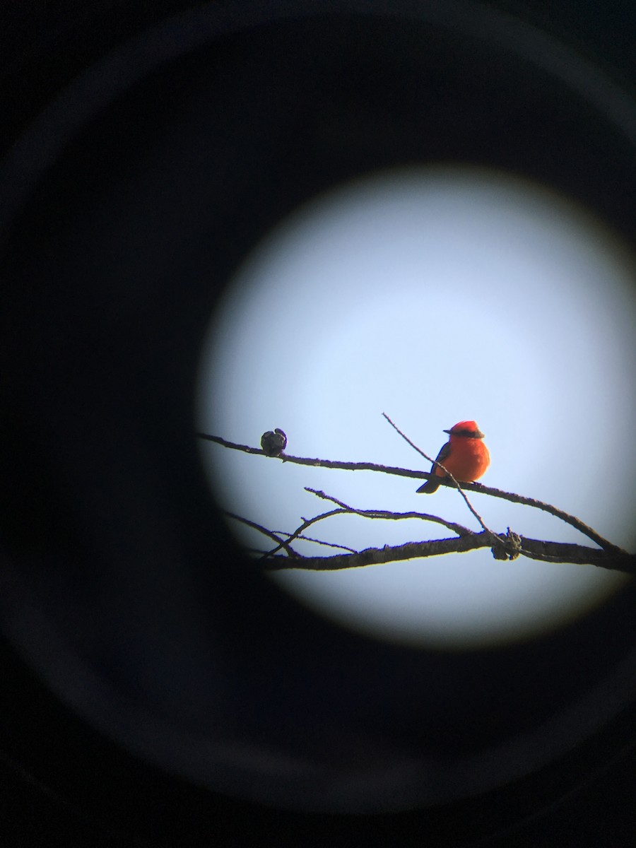 Vermilion Flycatcher - ML145947501