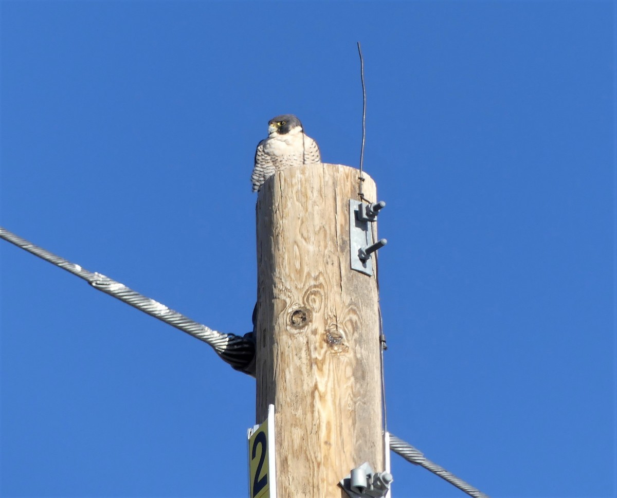 Peregrine Falcon - Kara Carragher