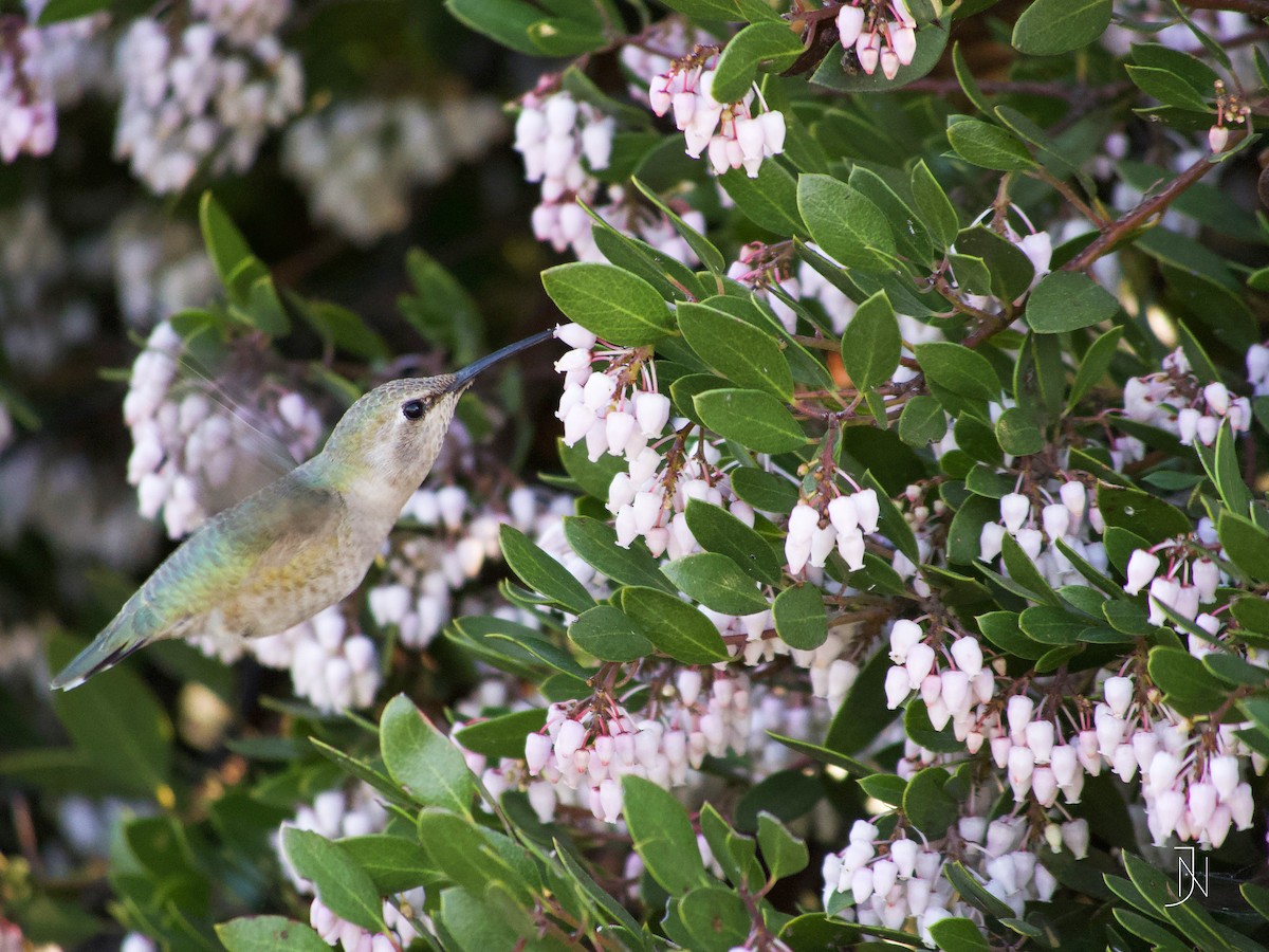 Costa's Hummingbird - ML145949261