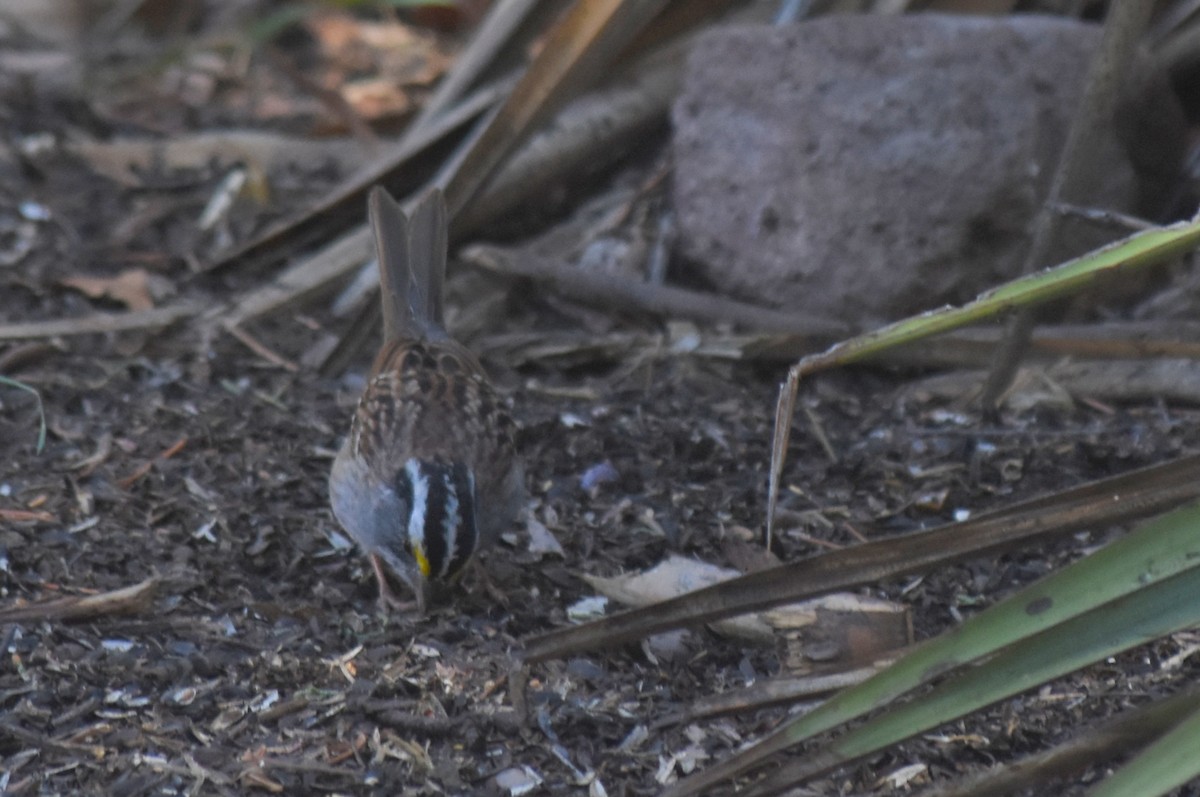 White-throated Sparrow - ML145951451