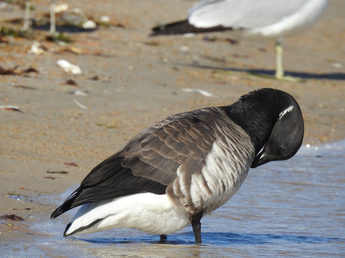 Barnacla Carinegra - ML145952201