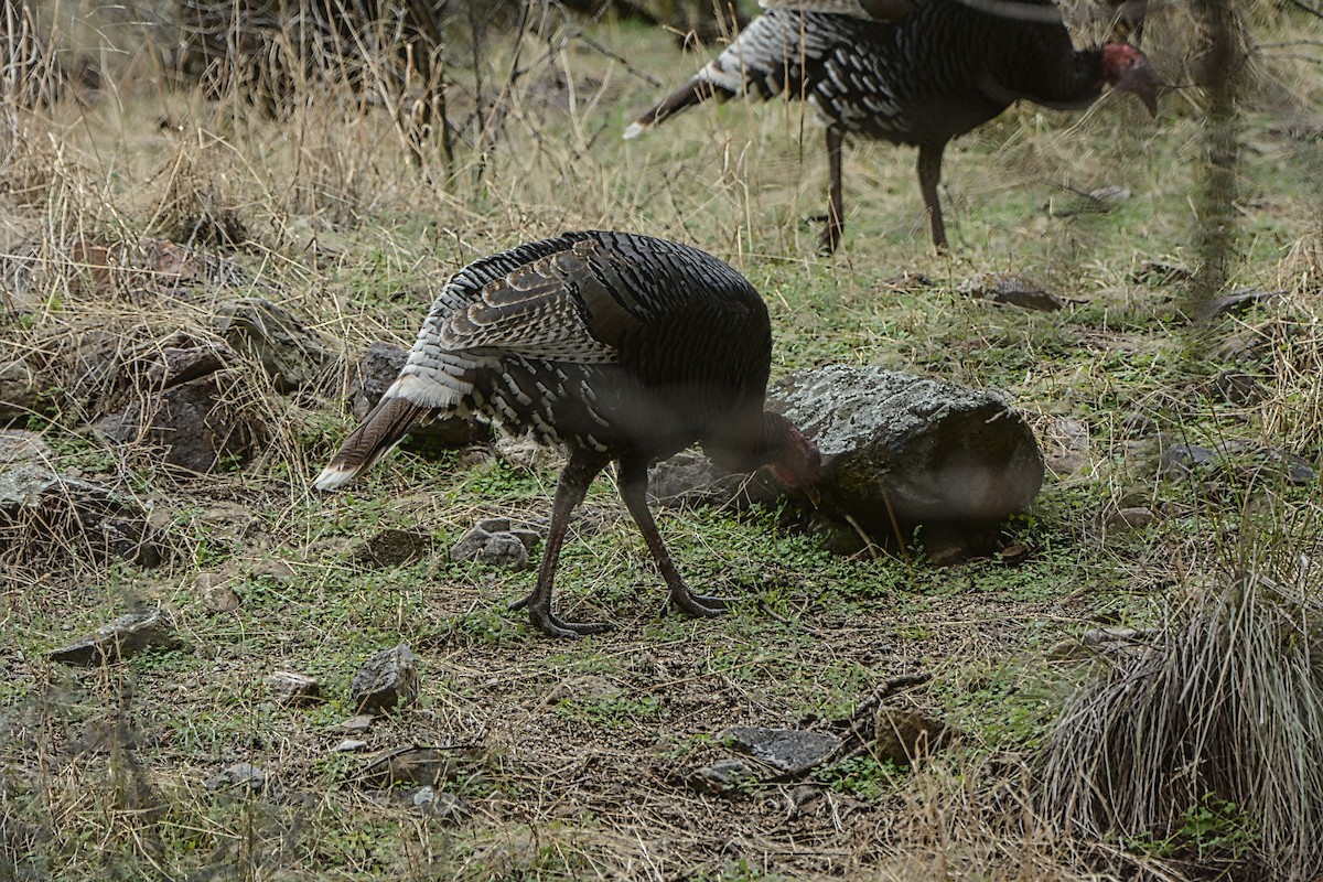 Wild Turkey - ML145952671