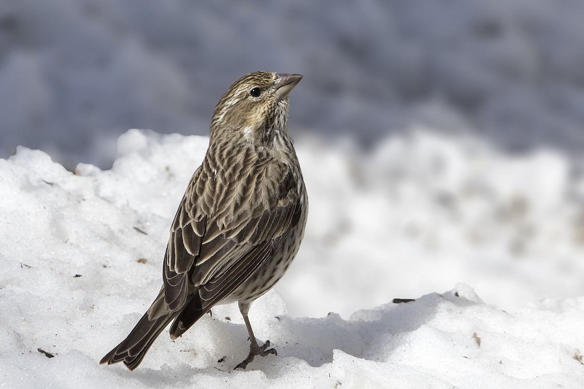 Cassin's Finch - Bradley Hacker 🦜