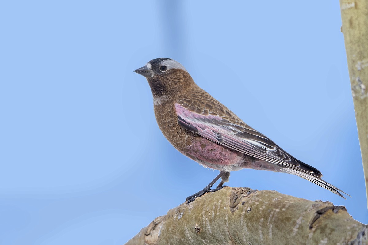 Gray-crowned Rosy-Finch - ML145953071