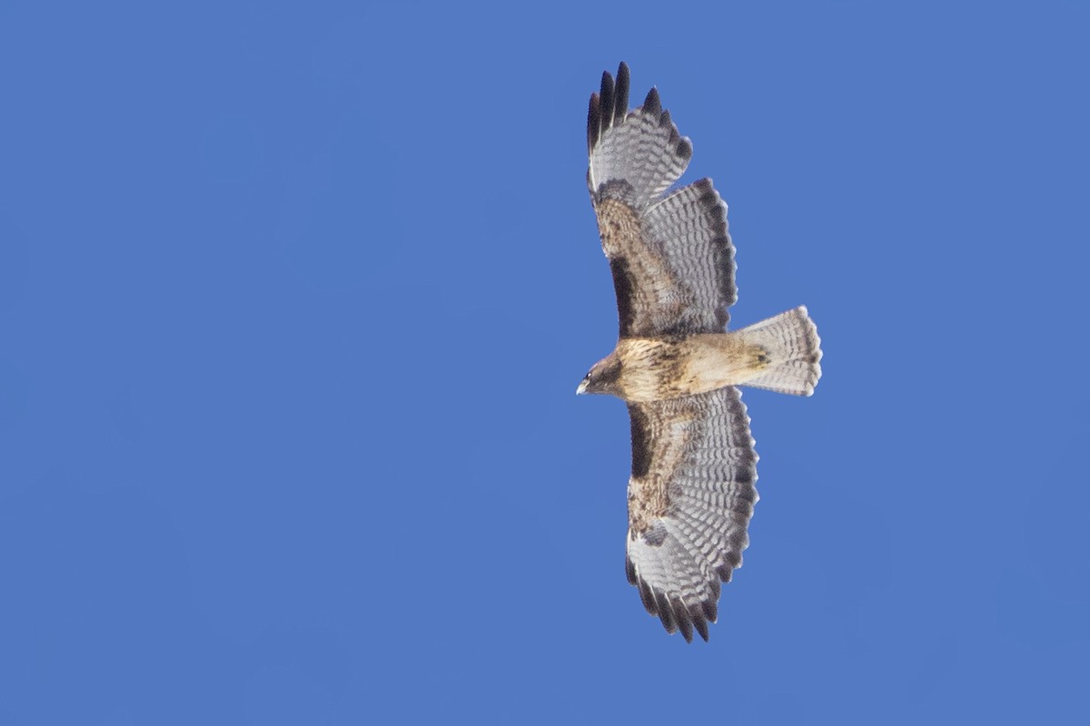 Red-tailed Hawk - ML145953081