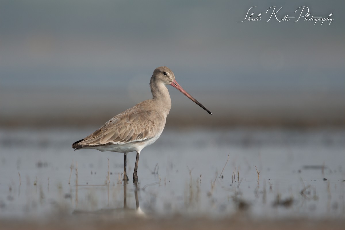 Black-tailed Godwit - ML145953831