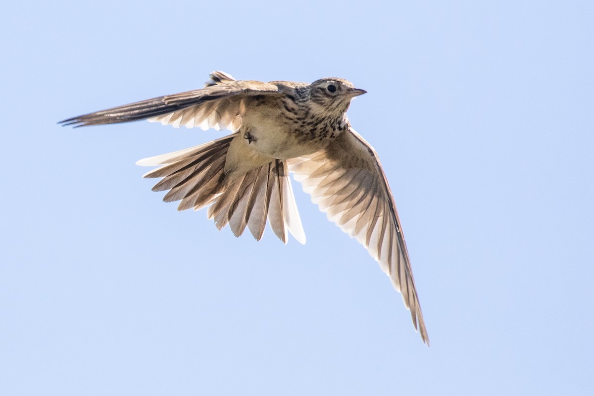 Eurasian Skylark - Liron Gertsman