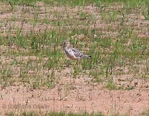 Buff-breasted Sandpiper - Urs Geiser