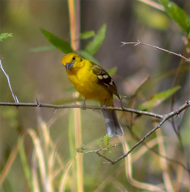 Flame-colored Tanager - ML145957991