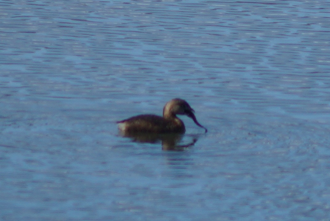 Pied-billed Grebe - ML145958141