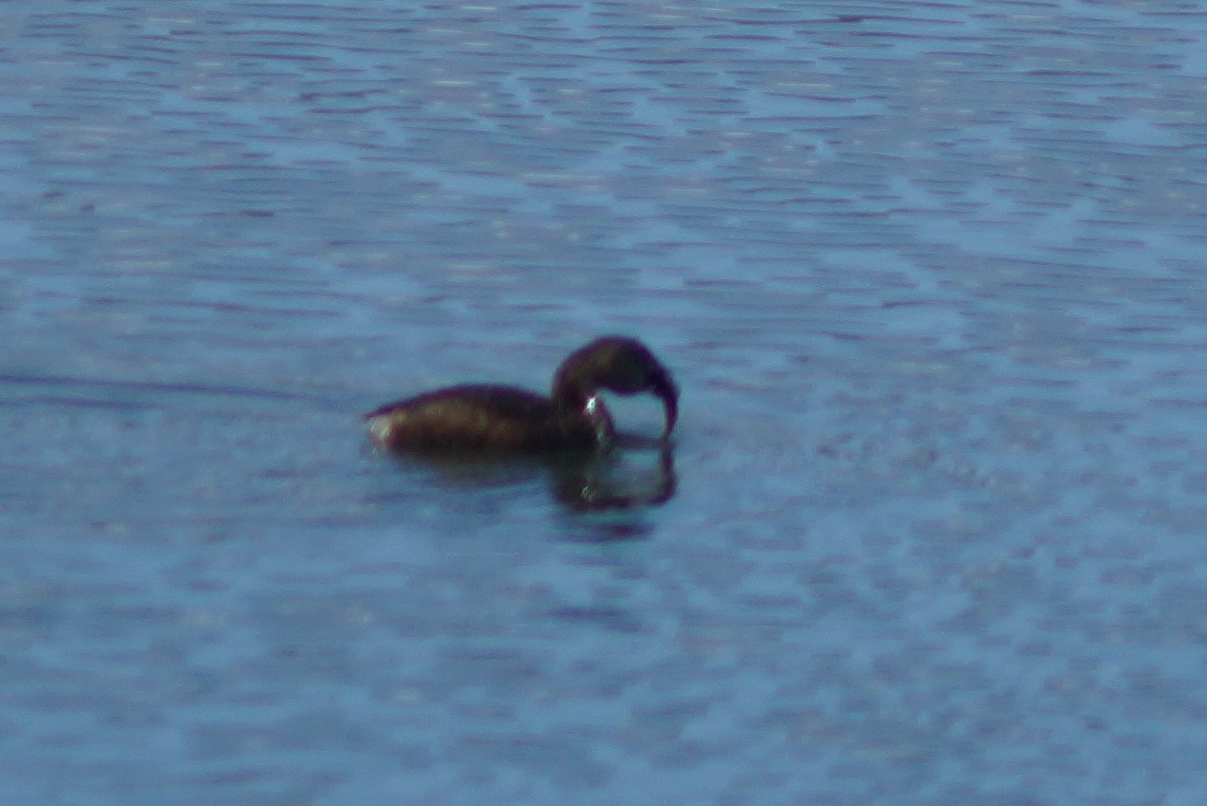 Pied-billed Grebe - ML145958161