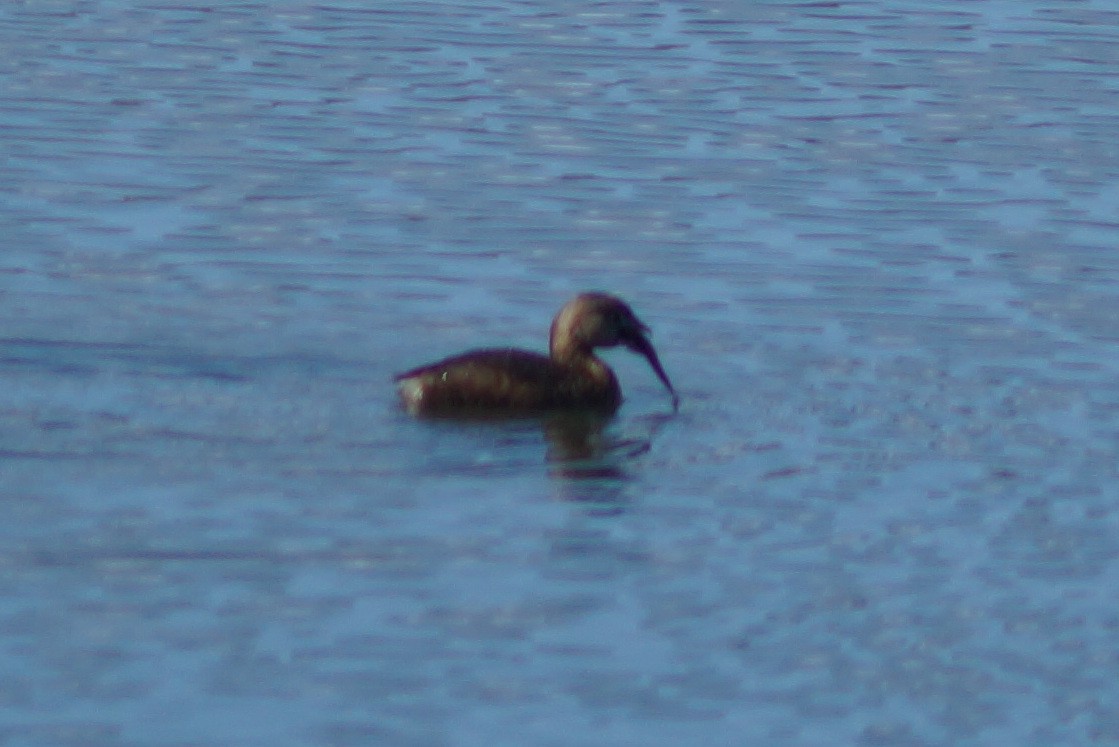 Pied-billed Grebe - ML145958171