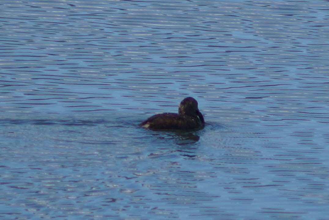Pied-billed Grebe - ML145958181