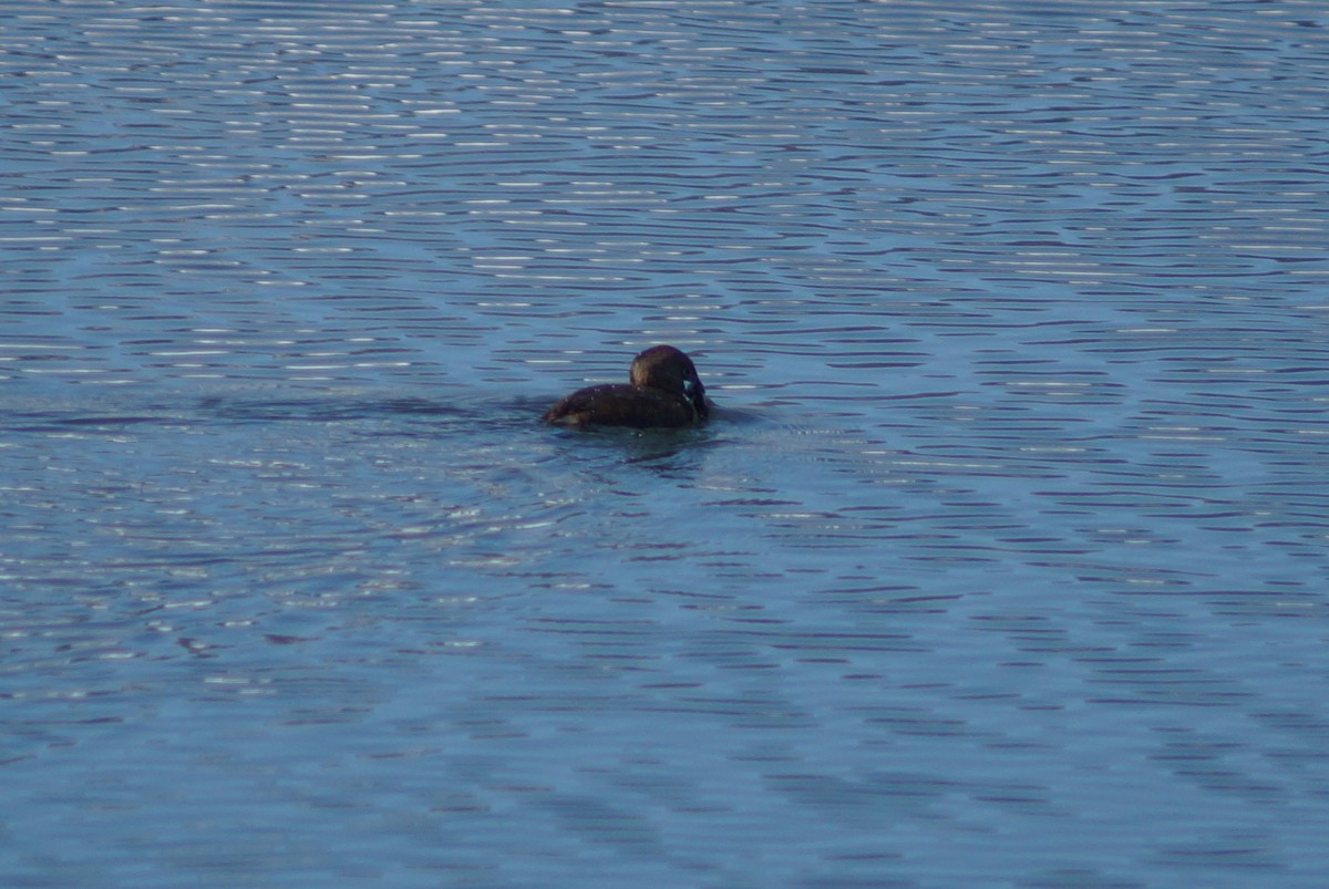Pied-billed Grebe - ML145958201