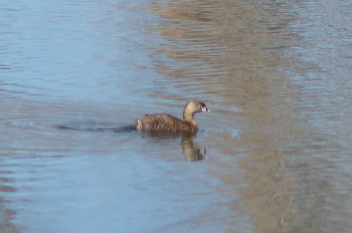 Pied-billed Grebe - ML145958221