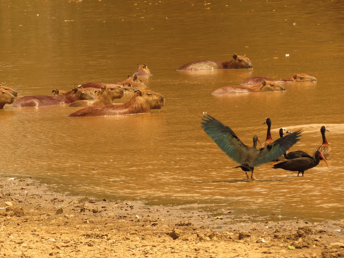 Sharp-tailed Ibis - ML145958301