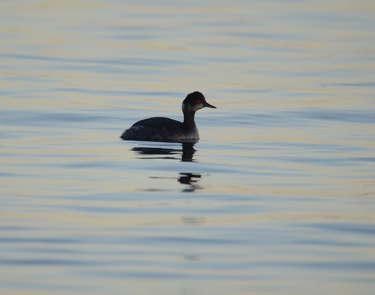 Eared Grebe - ML145959221