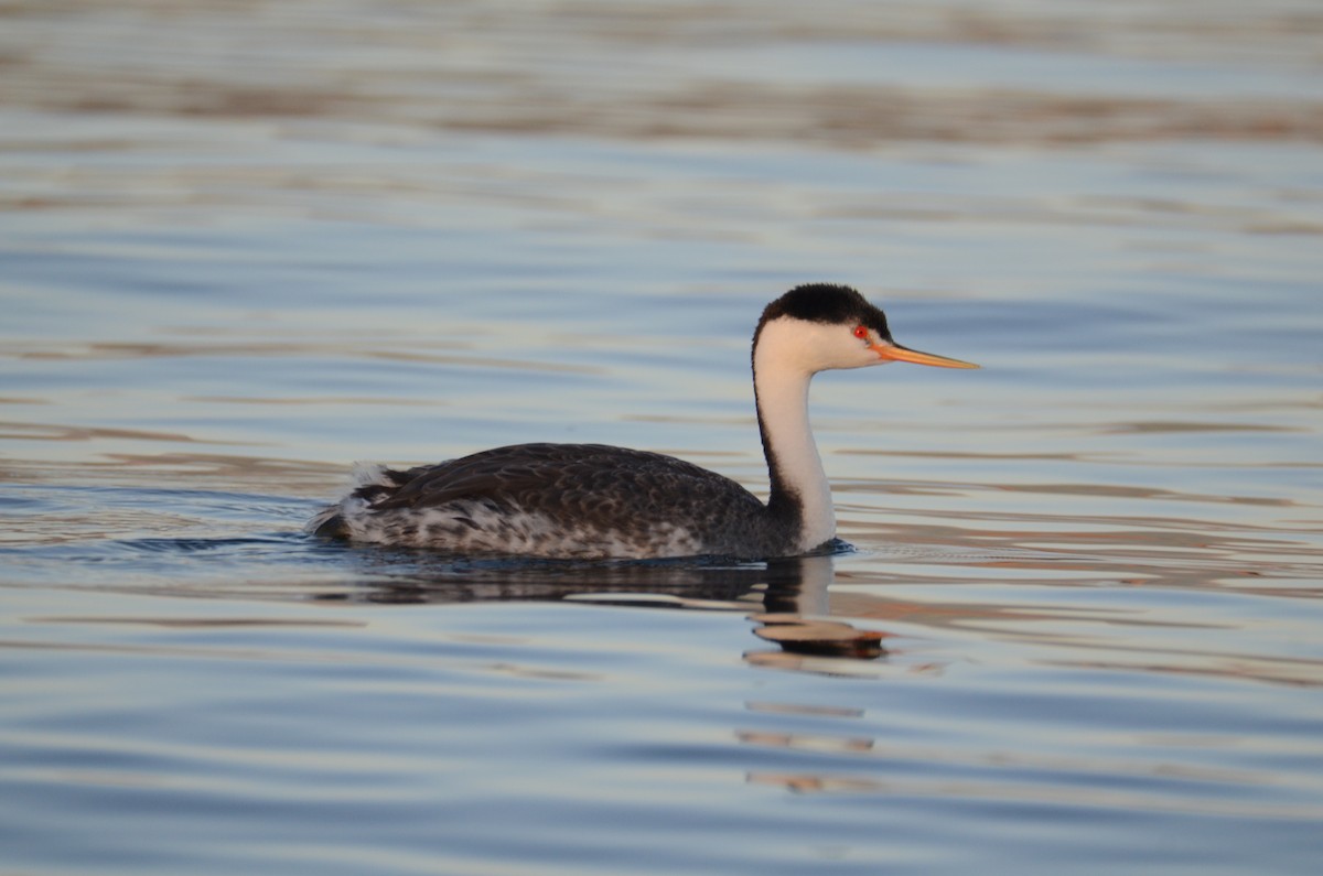 Clark's Grebe - Josephine Kalbfleisch