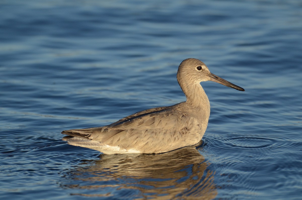 Willet - ML145959751