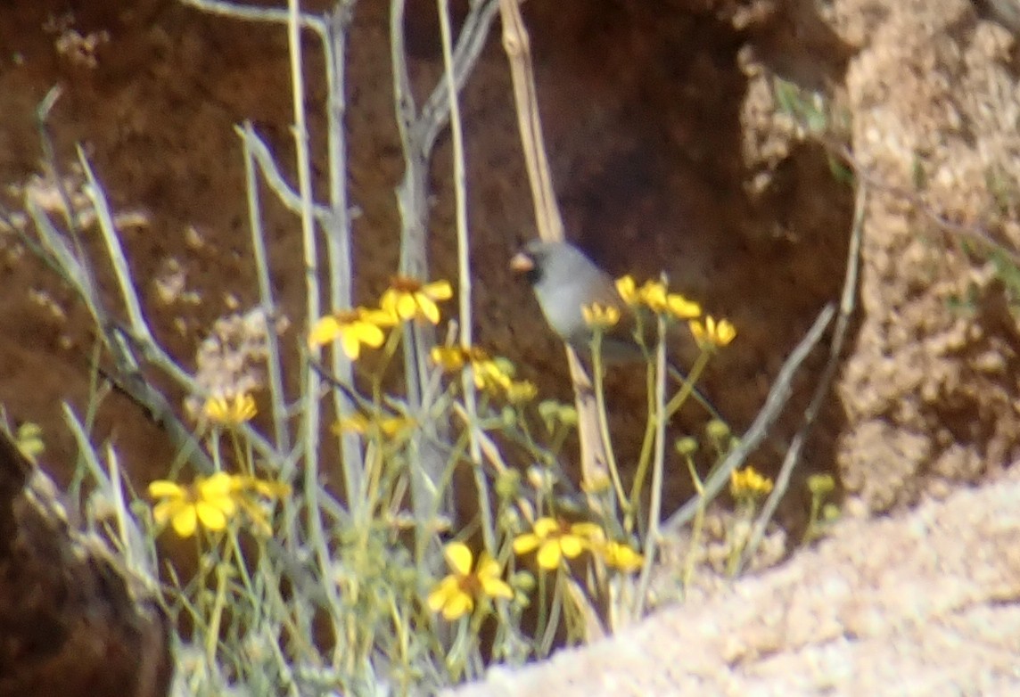 Black-chinned Sparrow - ML145961171