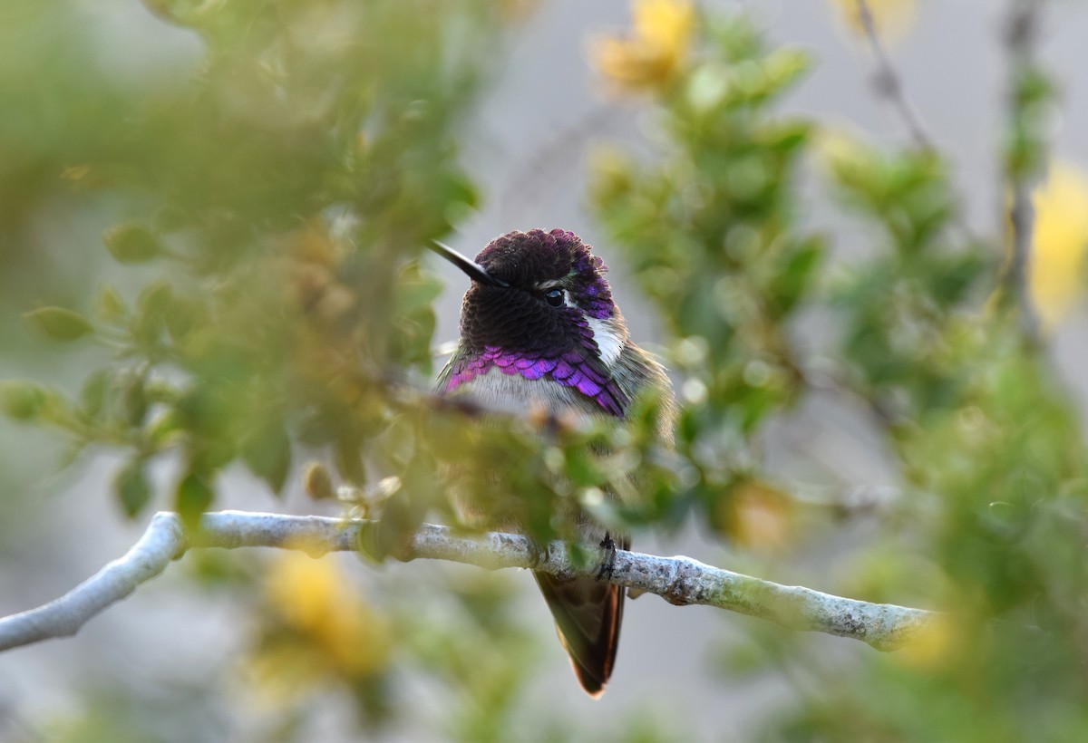 Colibrí de Costa - ML145962571