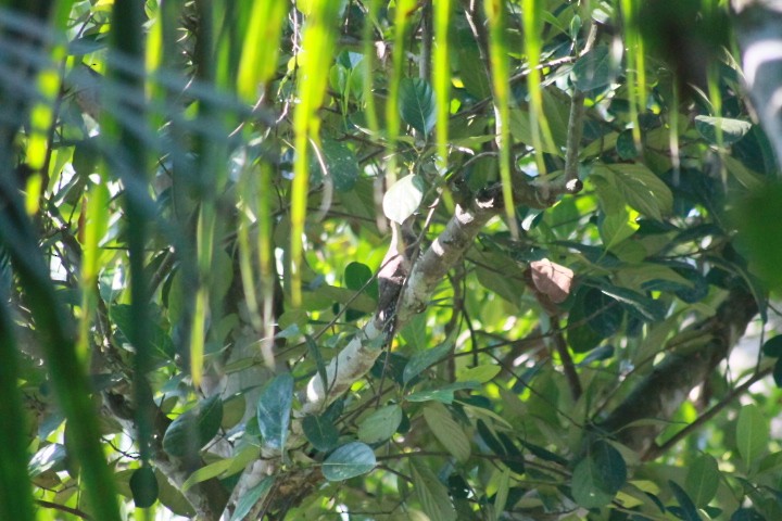 Banded Bay Cuckoo - ADARSH  G